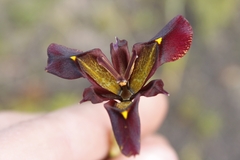 Moraea lurida
