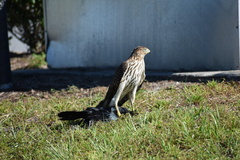 Quiscalus major westoni