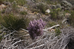 Erica mauritanica