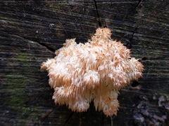 Hericium americanum