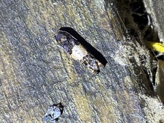 Epiblema tripartitana