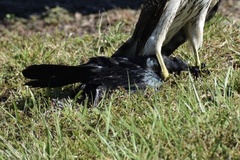 Quiscalus major westoni