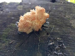 Hericium americanum