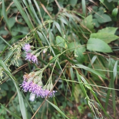 Saussurea gracilis