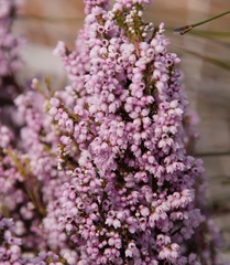 Erica mauritanica