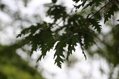 Quercus cerris