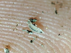 Haplophthalmus
