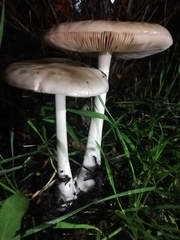 Volvopluteus gloiocephalus