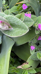 Tradescantia crassifolia