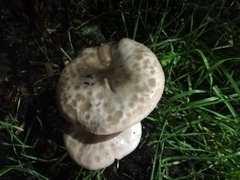 Volvopluteus gloiocephalus