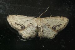 Idaea dimidiata