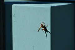 Polistes dorsalis dorsalis