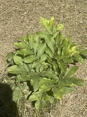 Carya texana