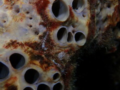 Coryphella trilineata