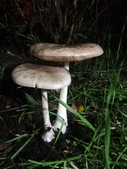 Volvopluteus gloiocephalus