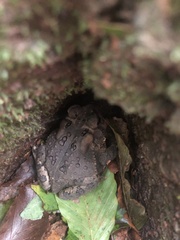 Anaxyrus fowleri