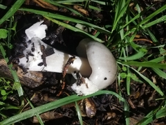 Volvopluteus gloiocephalus