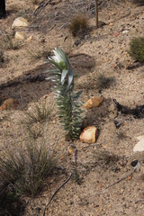 Leucadendron argenteum