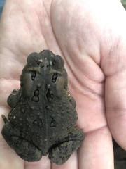 Anaxyrus fowleri