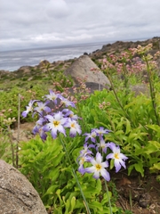 Leucocoryne coquimbensis