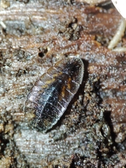 Lamprohiza mulsantii