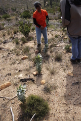 Leucadendron argenteum