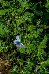 Glaucopsyche lygdamus