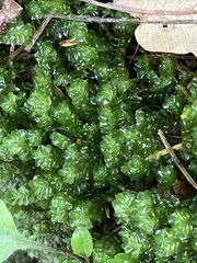 Plagiochila