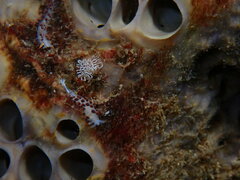 Coryphella trilineata