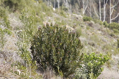 Protea lepidocarpodendron