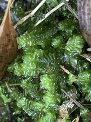 Plagiochila