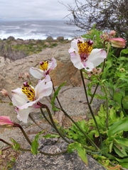 Alstroemeria pulchra