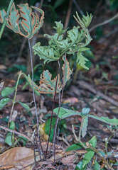 Doryopteris concolor
