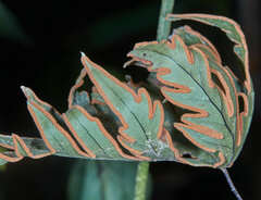 Doryopteris concolor