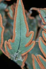 Doryopteris concolor