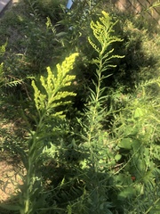 Solidago mexicana