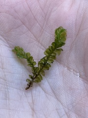 Plagiochila