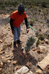 Leucadendron argenteum