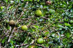 Persea americana