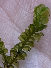 Plagiochila