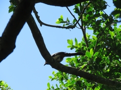 Dendrocitta formosae