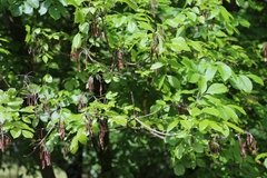 Fraxinus ornus
