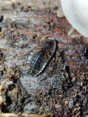 Lamprohiza mulsantii