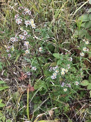 Symphyotrichum lanceolatum