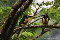 Pteroglossus torquatus