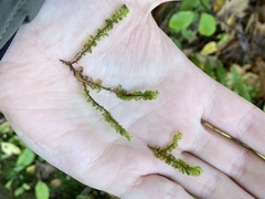 Plagiochila