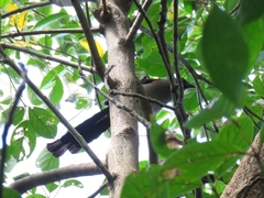 Dendrocitta formosae