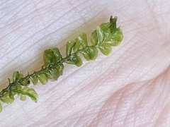 Plagiochila