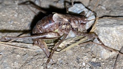 Paratlanticus ussuriensis