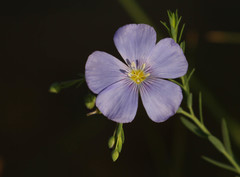 Linum usitatissimum